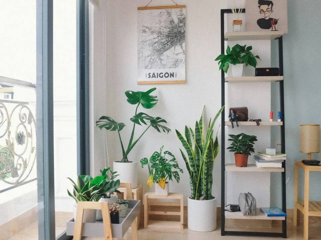 Inspirasi 7 Tanaman Hias Indoor untuk Rumah Nyaman dan Stylish